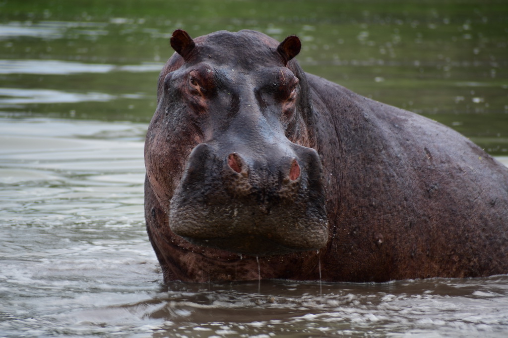 Selous NP